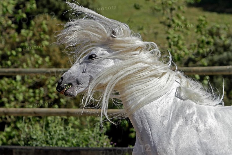 Andalusian, Andalusian horse, Antequera, Andalusia, Spain, Europe