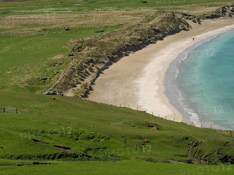 A stretch of coastline with a curving sandy beach surrounded by green meadows and rolling hills under a clear blue sky, golden beach with green meadows on a deep blue sea with blue sky, lerwick, shetland, Scotland, United Kingdom, Europe