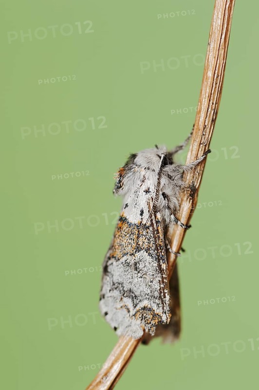 Sallow kitten moth (Furcula furcula), North Rhine-Westphalia, Germany, Europe