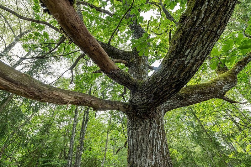 Old oak tree (Quercus), Sweden, Europe