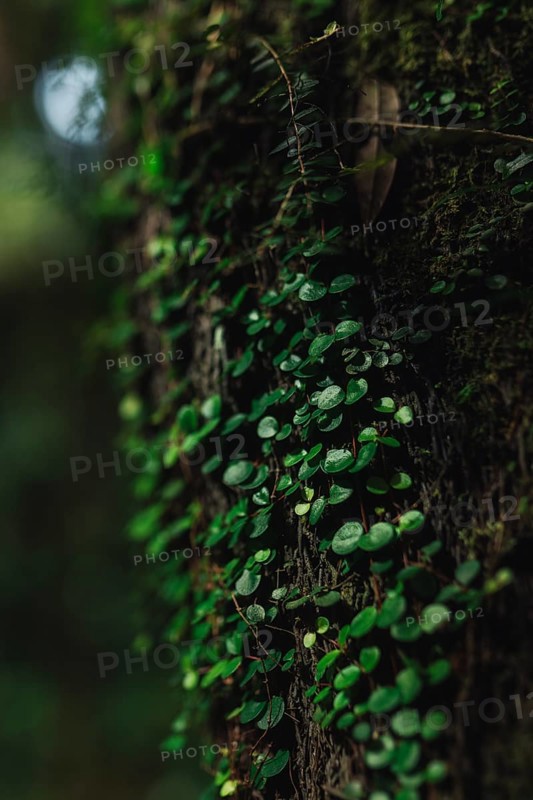 Nature detail shot of pennywort growing on a tree trunk and illuminated by the morning sun. Taken in a forest in New Zealand