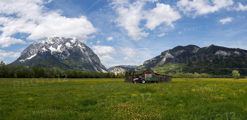 Meadow with tall buttercups (Ranunculus acris), greater buttercup, common buttercup, behind hay barn with tractor, Grimming, panoramic view, near Irdning, Styria, Austria, Europe