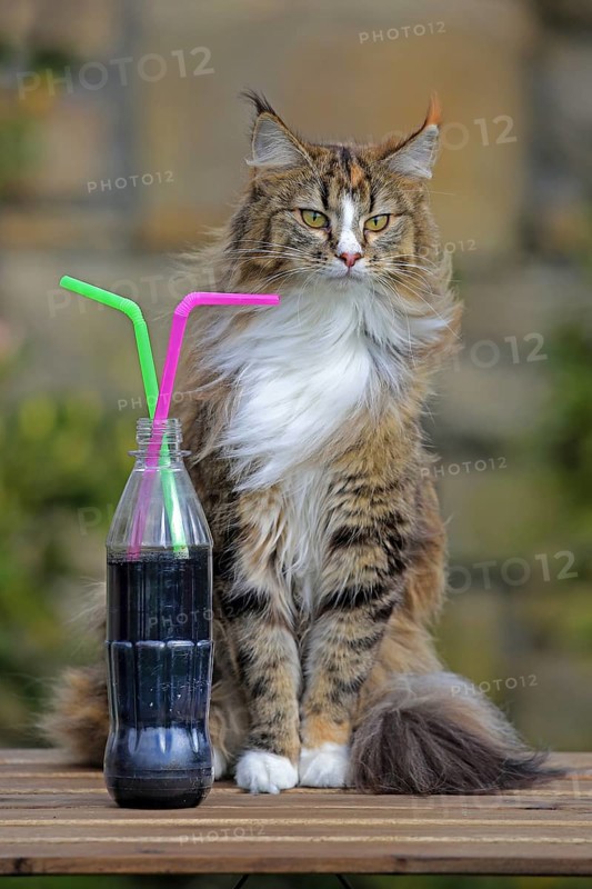 Norwegian Forest Cat