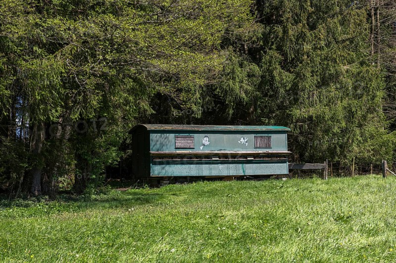 Mobile beehives at the edge of a forest, trailer, wagon, Allgaeu, Bavaria, Germany, Europe