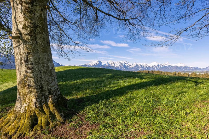 Landscape with tree near Fuessen, Allgaeu Alps, beech, Allgaeu, Bavaria, Germany, Europe