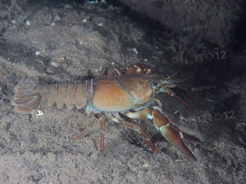 Signal crayfish (Pacifastacus leniusculus), American crayfish, invasive species. Terlinden dive site, Kuesnacht, Lake Zurich, Canton Zurich, Switzerland, Europe