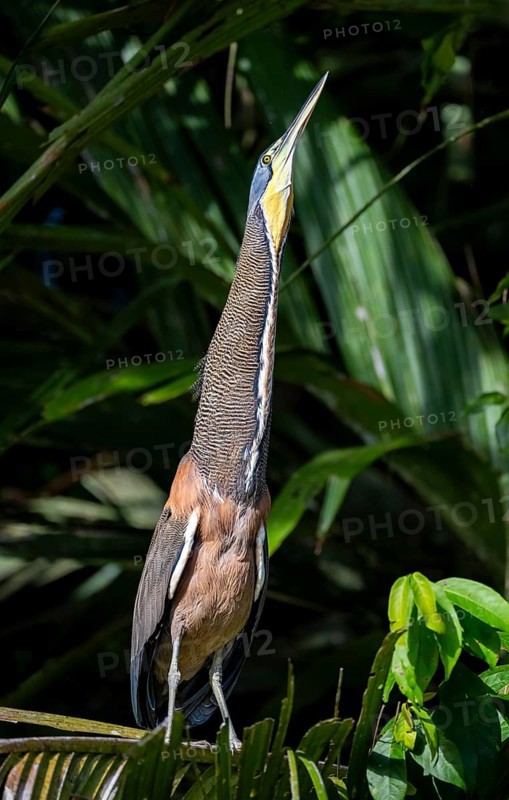 Bare-throated tiger heron (Tigrisoma mexicanum) sitting on a branch, making a long neck, behaviour, Tortuguero National Park, Costa Rica, Central America
