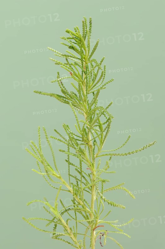 Green-leaved saintwort or olive herb (Santolina rosmarinifolia, Santolina viridis), medicinal plant, North Rhine-Westphalia, Germany, Europe