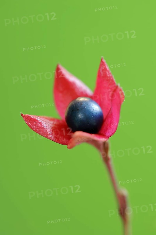 Japanese clerodendrum or Chinese clerodendrum (Clerodendrum trichotomum), fruiting stem, native to Asia, ornamental plant