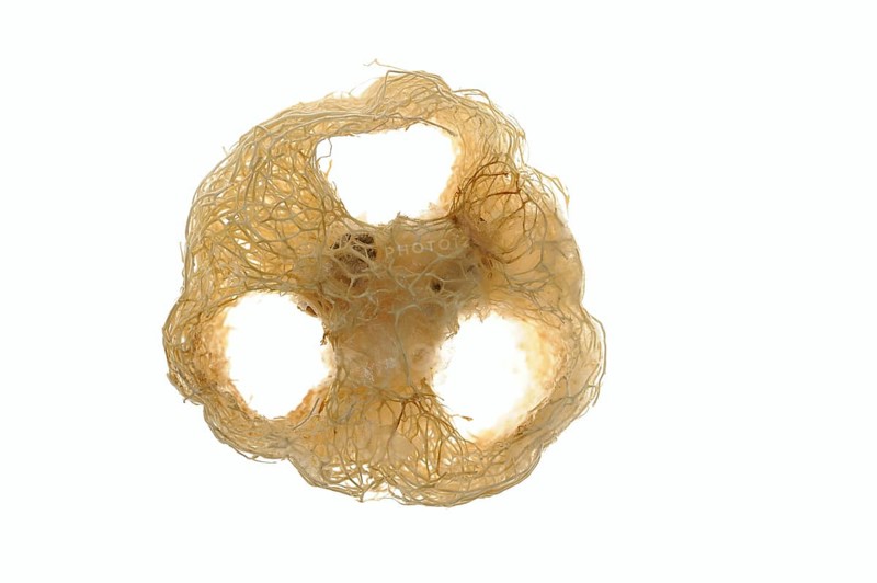 Sponge cucumber (Luffa aegyptiaca, Luffa cylindrica), fibrous interior of the ripe fruit, used as a loofah sponge, massage and bath sponge