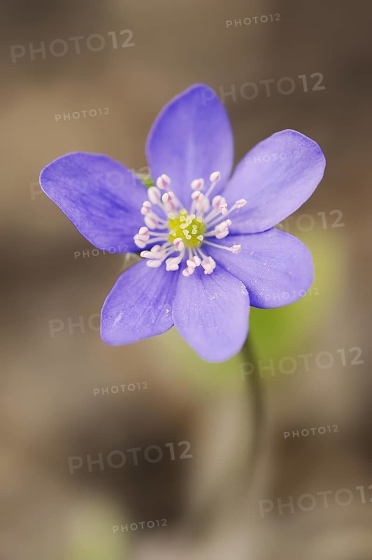 Liverwort (Hepatica nobilis, Anemone hepatica), flower, North Rhine-Westphalia, Germany, Europe