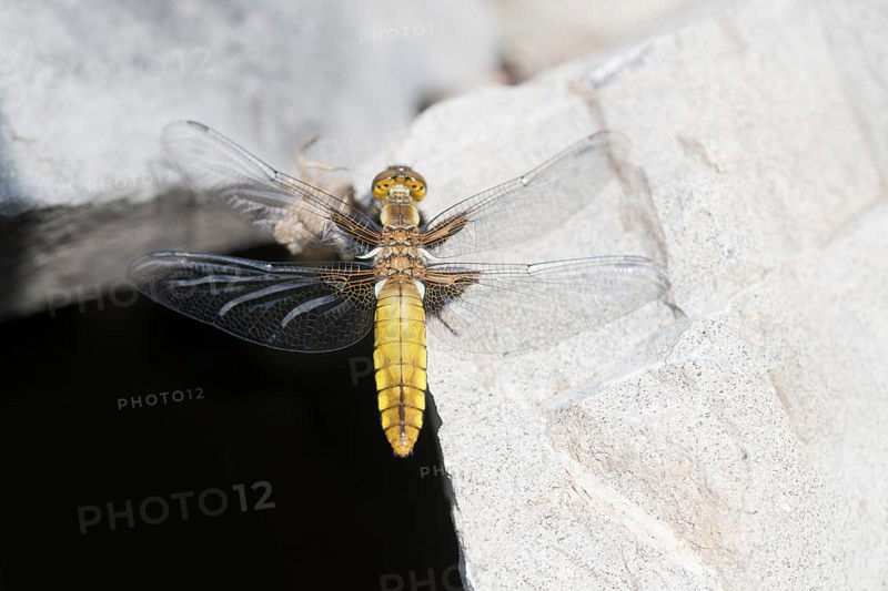 Broad-bodied chaser (Libellula depressa), female sitting in the sun on a stone, North Rhine-Westphalia, Germany, Europe
