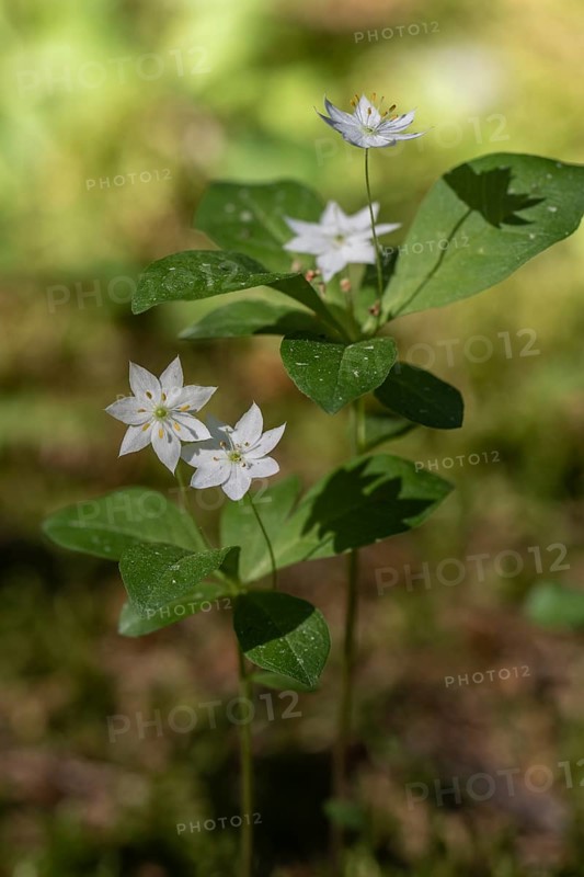 Chickweed wintergreen (Trientalis europaea), Emsland, Lower Saxony, Germany, Europe