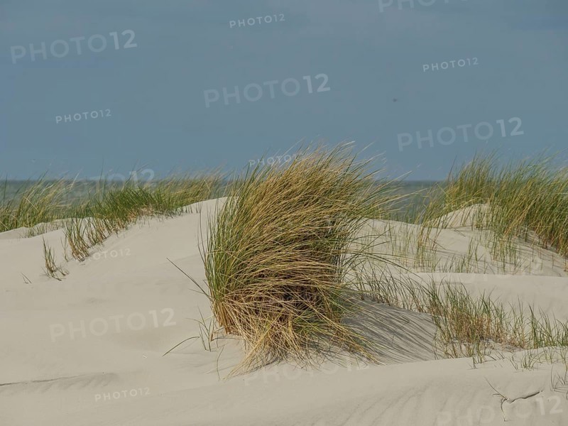 Grassy sand dunes and the sea in the background, with a cloudy blue sky above, dunes by the sea with clouds in the blue sky, nes, ameland, netherlands