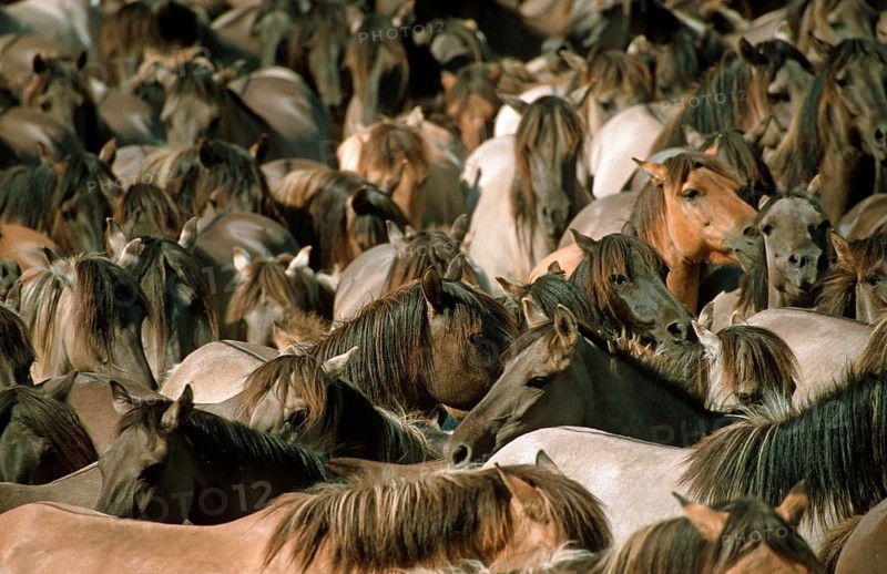 Duelmener, Duelmen horse, wild horse capture, Duelmen, North Rhine-Westphalia, Germany, Europe