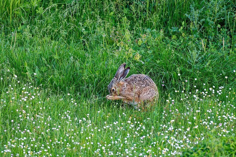A brown hare (Lepus europaeus) sits in a green meadow surrounded by grass and wildflowers and preens itself, Wismar, Muehlenteich, Mecklenburg-Vorpommern, Germany, Europe