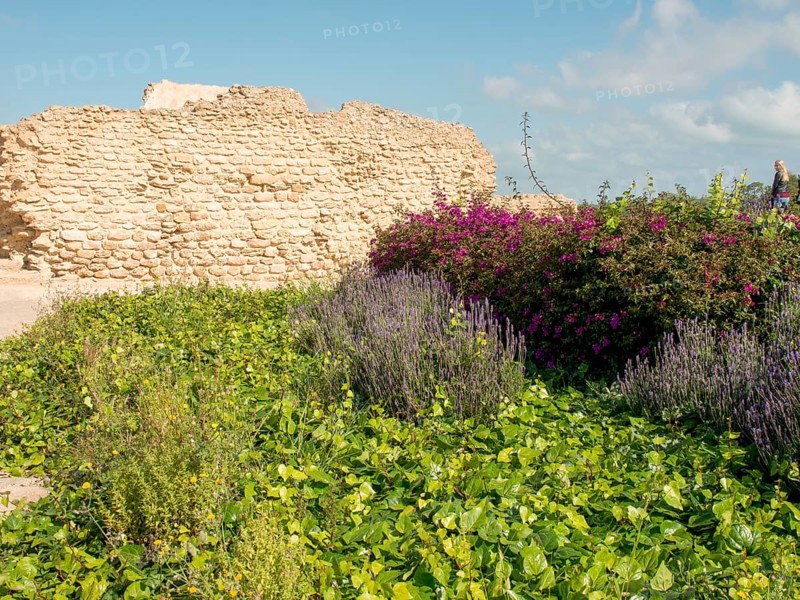 Purple flowers and green plants in front of a crumbled stone wall under a blue sky with some clouds, Purple flowers green plants in front of historical ruins and blue sky, Tunis, Tunisia, Africa