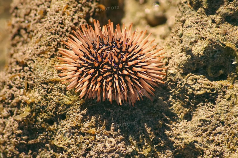 A sea urchin or Echinoidea on top of a textured rock and will be collected, sold and eaten raw as a local delicacy in the Philippines called suwaki