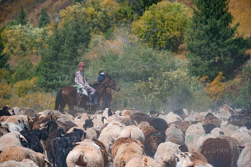 Shepherds on horses driving herd of sheep along a track, Karkyra valley, Karkyra river, Kyrgyzstan, Asia