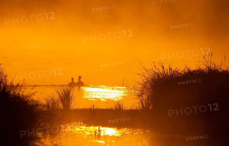 Greylag geese (Anser anser), morning mood, sunlight, backlight, water, Lower Austria