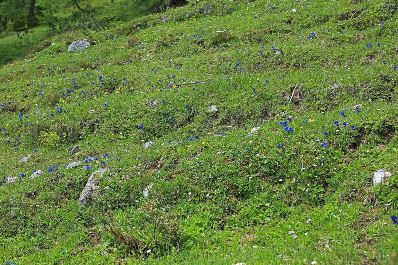 Gentian meadow, gentian