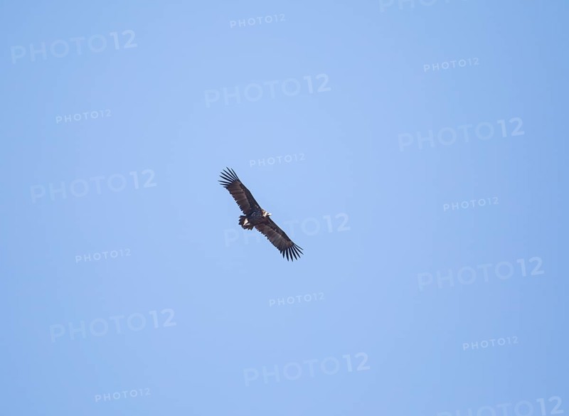 Black vulture or cinereous vulture (Aegypius monachus), Monfraguee National Park, Extremadura, Castilla La Mancha, Spain, Europe
