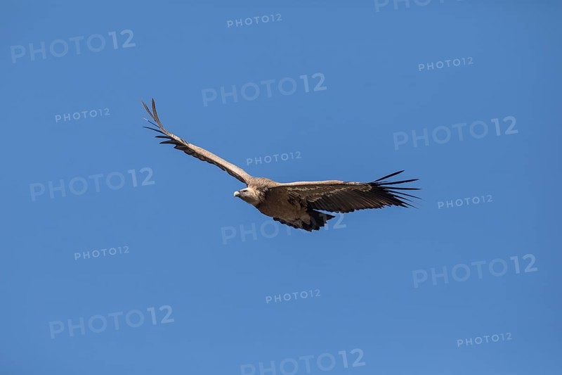 Griffon vulture (Gyps fulvus), Monfraguee National Park, Extremadura, Castilla La Mancha, Spain, Europe