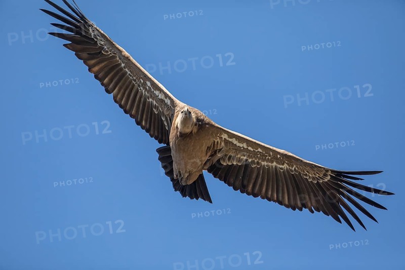 Griffon vulture (Gyps fulvus), Monfraguee National Park, Extremadura, Castilla La Mancha, Spain, Europe