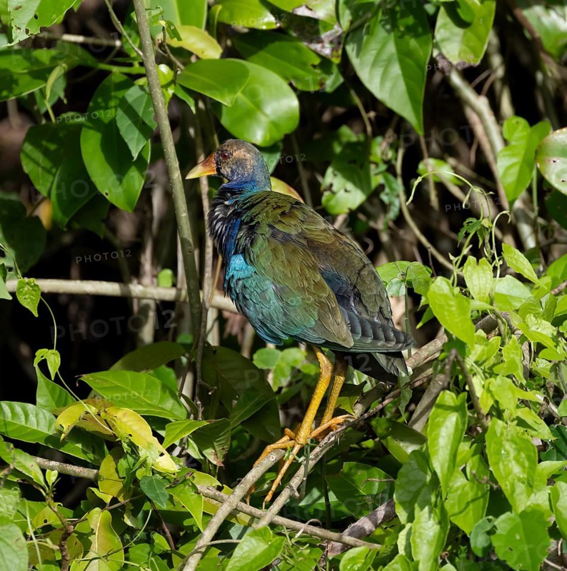 Purple Gallinule or american purple gallinule (Porphyrio martinicus) juvenile, sitting on a branch, Tortuguero National Park, Costa Rica, Central America