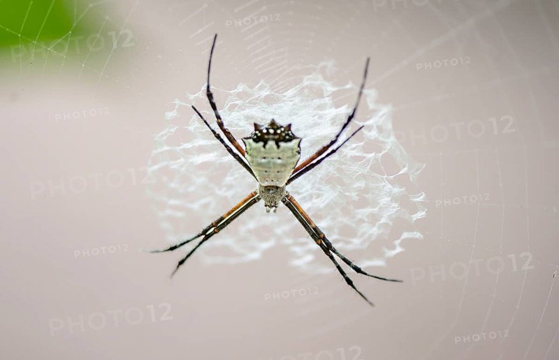 Orb-weaver spider (Argiope submaronica), white, sitting in its web, Tortuguero National Park, Costa Rica, Central America