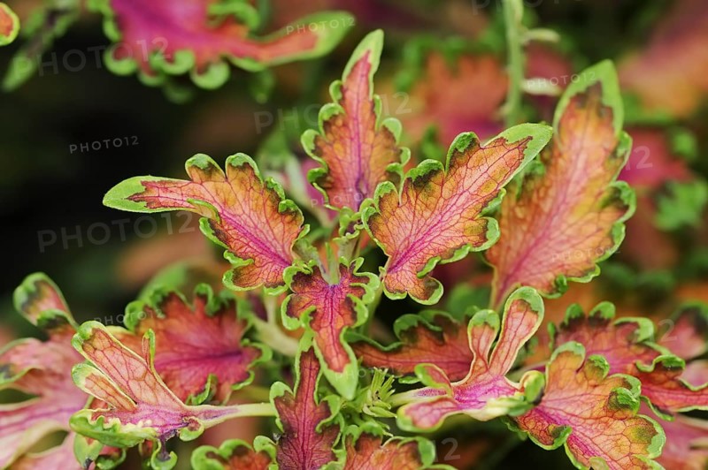 Coloured nettle 'Malibu Apricot' (Solenostemon scutellarioides, Plectranthus scutellarioides), leaves, ornamental plant, North Rhine-Westphalia, Germany, Europe