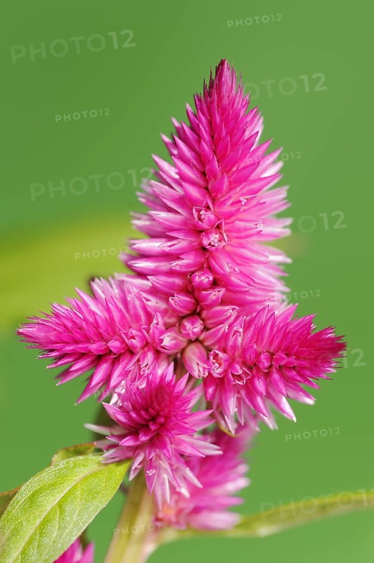 Plumose celosia (Celosia argentea var. plumosa), inflorescence, ornamental plant, North Rhine-Westphalia, Germany, Europe