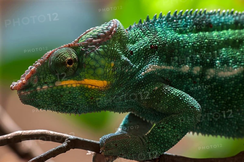 Panther Chameleon, terrarium in the Nuremberg Zoo, Nuremberg, Middle Franconia, Bavaria, Germany, Europe