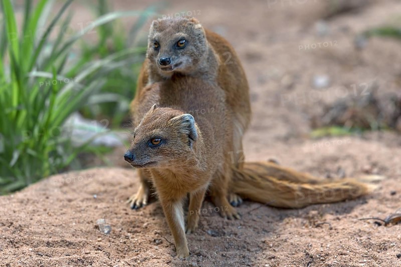 Mating dwarf mongoose (Helogale), Nuremberg Zoo, Middle Franconia, Bavaria, Germany, Europe