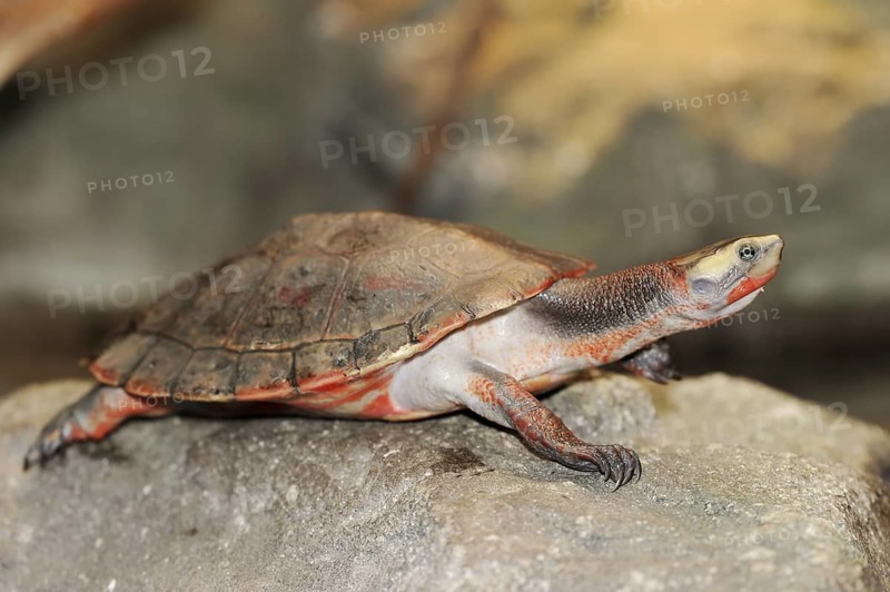 Red-bellied short-necked turtle (Emydura subglobosa), captive, occurring in Australia