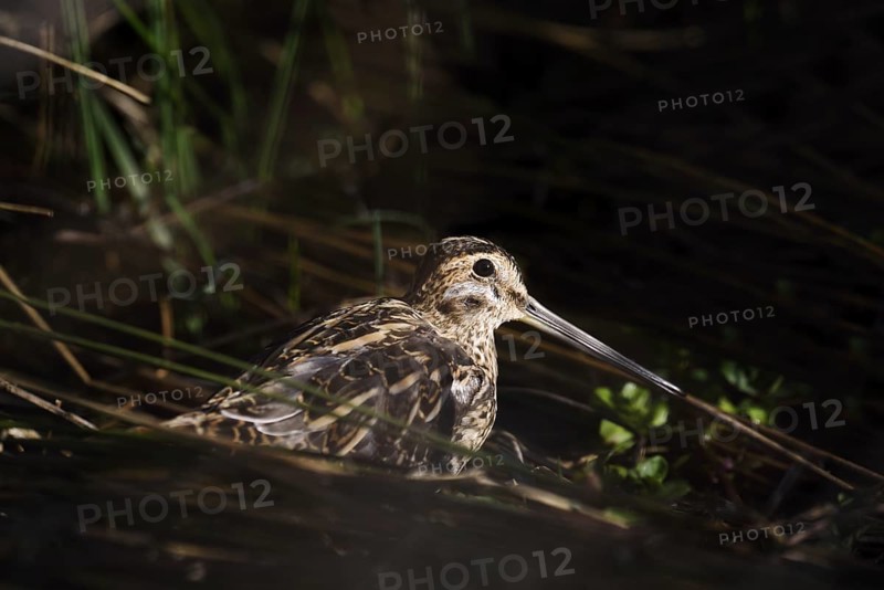 Common snipe (Gallinago gallinago), North Rhine-Westphalia, Germany, Europe