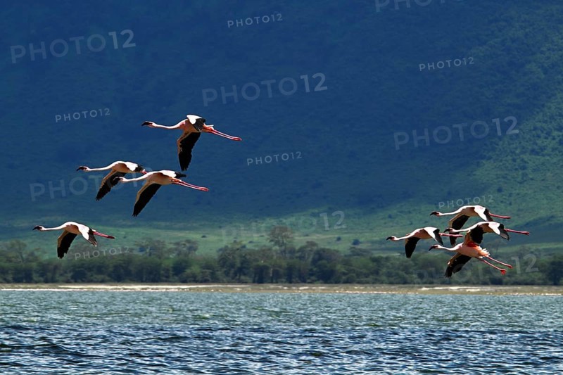Lesser flamingos (Phoeniconaias minor) in flight, Ngorongoro Crater, Ngorongoro Conservation Area, Tanzania, Africa