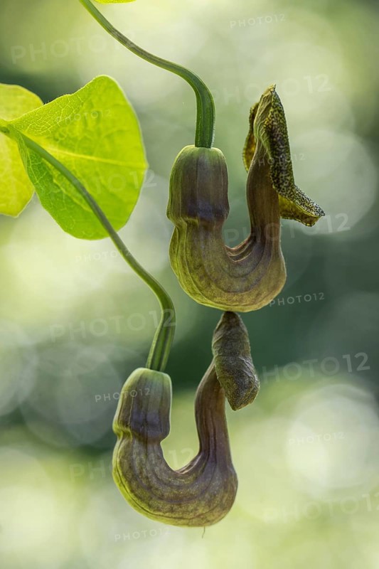 Dutchman's pipe (Aristolochia macrophylla), flowers, Emsland, Lower Saxony, Germany, Europe