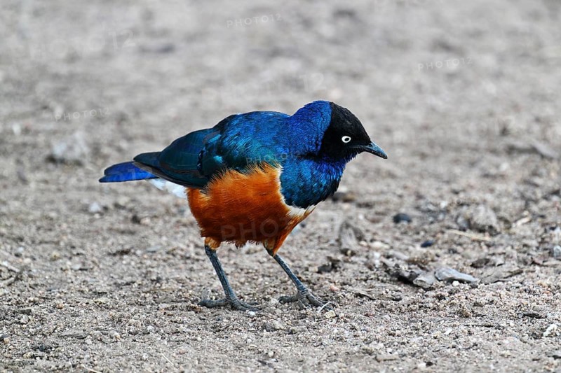 Superb Starling (Lamprotornis superbus), Serengeti National Park, Tanzania, Africa