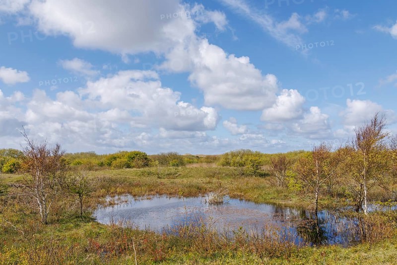 A small pond in a peaceful meadow landscape under a blue sky with clouds, plants, grasses and green trees in a heath landscape, hiking trail in the green, nes, ameland, netherlands