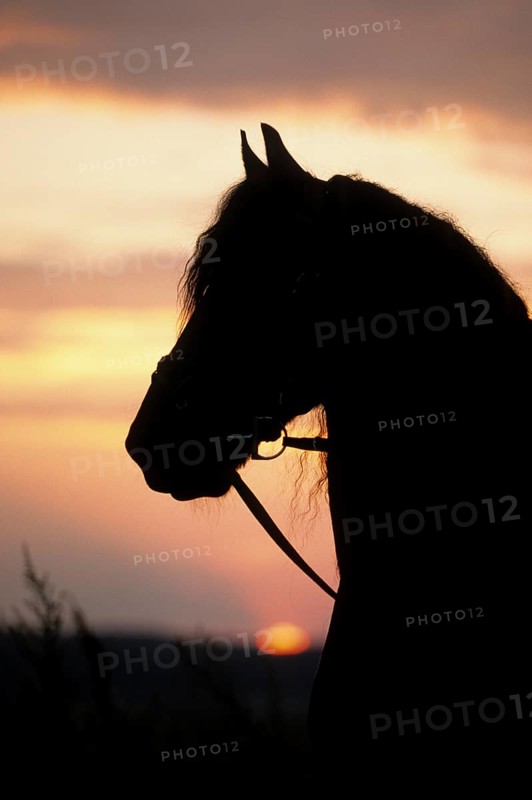 Friesian, Friesian horse