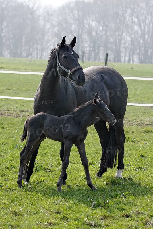 Hanoverian, mare with foal