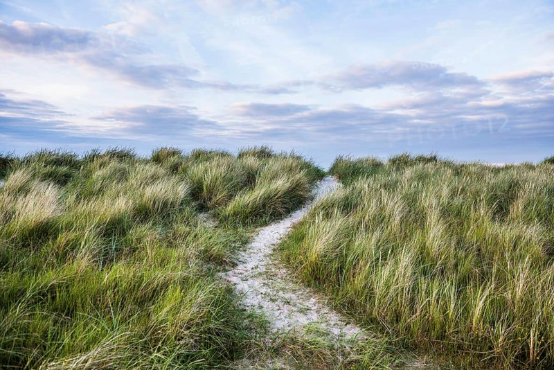 Marram grass (Ammophila arenaria) on dune and beach, Wadden Sea, Schillig, Wangerland, East Frisia, Lower Saxony, Germany, Europe