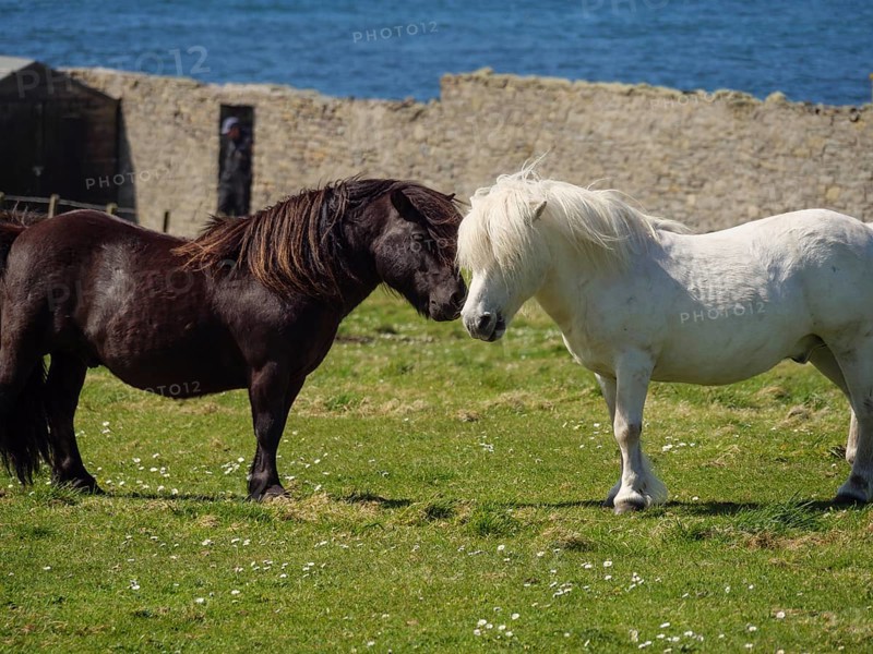 A white and a black pony touch each other tenderly on a pasture in front of a stone wall and the sea, black and white horses in front of a stone house in a meadow by the blue sea, Lerwick, shetland, Scotland, United Kingdom, Europe