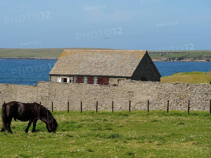 A horse eats grass on a green meadow in front of a stone house and the sea under a blue sky, black and white horses in front of a stone house in a meadow by the blue sea, Lerwick, Shetland, Scotland, United Kingdom, Europe