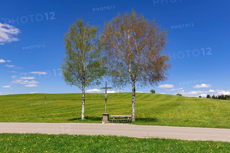 Wayside cross with bench on a path, birch trees, Allgaeu Alps, Ostallgaeu, near Buching, Allgaeu, Bavaria, Germany, Europe