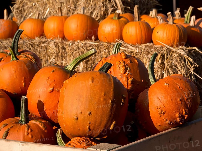Pumpkins with warts in a wooden box, surrounded by bales of straw, autumn harvest scene, many orange pumpkins at harvest time, borken, germany