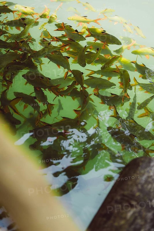 School of fish swimming near the surface in a natural body of water. Khao Sok National Park, Thailand, Asia