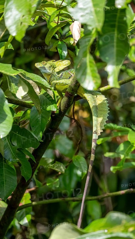 Plumed basilisk (Basiliscus plumifrons), adult male sitting on a branch, Tortuguero National Park, Costa Rica, Central America