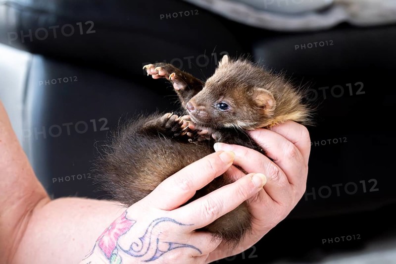 Beech marten (Martes foina), practical animal welfare, young animal is examined after arrival at a wildlife rescue centre, North Rhine-Westphalia, Germany, Europe